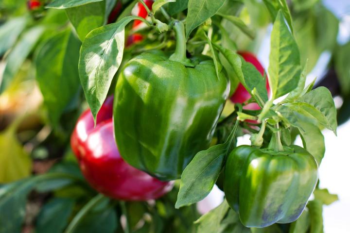 Growing Bell Peppers From Planting To Harvest The Old Farmer s Almanac